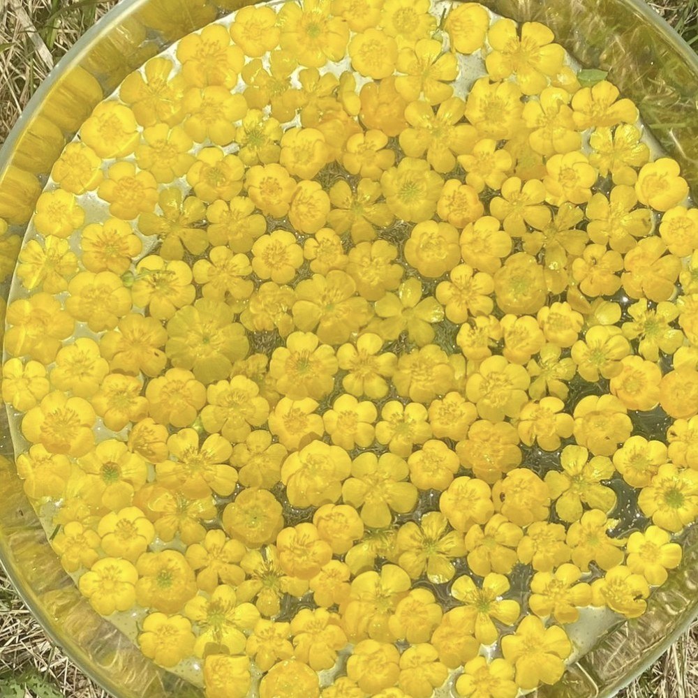 Des boutons d’or qui infusent au soleil dans un bol d’eau, vus d’en haut