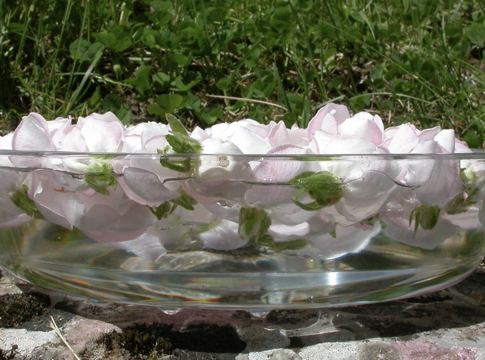 Des roses qui infusent au soleil dans un bol d’eau